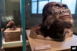 An exhibit of early human species, whose faces have been recreated, are seen inside the Smithsonian Hall of Human Origins, July 20, 2023, at the Smithsonian Museum of Natural History in Washington.