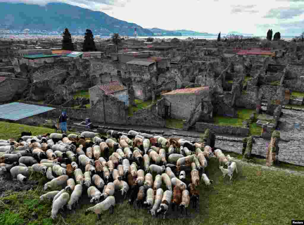 Sheep graze the grass as part of an initiative to protect ancient ruins from growing green in unexcavated areas of the archaeological site in Pompeii, Italy.