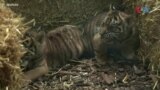 Новородени тигарчиња во зоолошката во Франкфурт