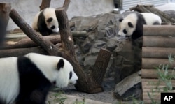 Dalam gambar yang diambil melalui jendela, induk panda Meng Meng (depan), mengunyah bambu sementara panda kembar 'Meng Yuan' dan 'Meng Xiang' bermain-main di kandang mereka di Kebun Binatang Berlin di Berlin, Jerman, Rabu, 29 Januari 2020. (AP/Michael Sohn)