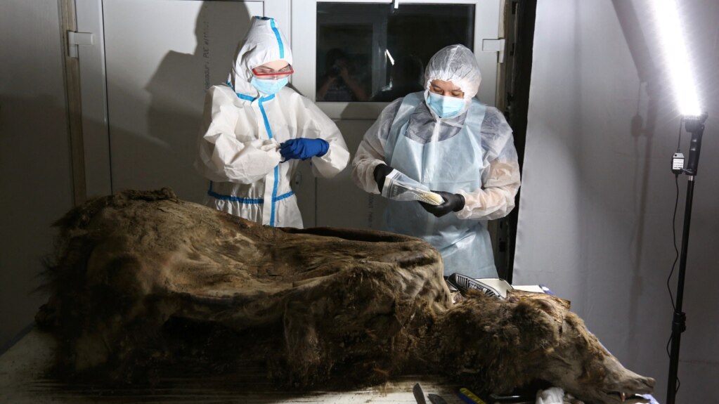 Scientists Study Brown Bear Frozen for 3,500 Years