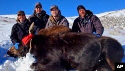 FILE - In this photo provided by the Nevada Department of Wildlife, biologists take a picture with a moose they collared in Elko County, Nev., during NDOW's first-ever moose collaring project, in 2020.