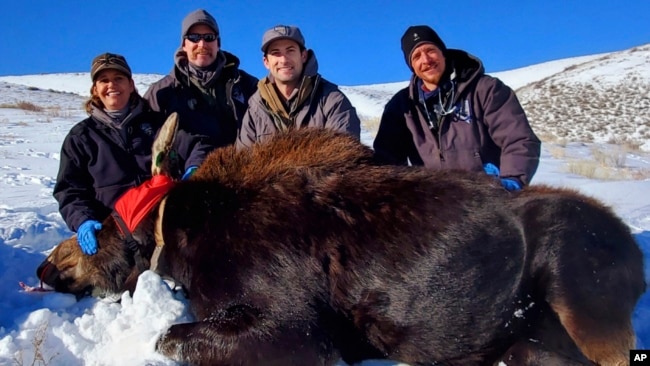 Climate Change Shrinks Nevada's First Big-Game Moose Hunt 2 FILE - In this photo provided by the Nevada Department of Wildlife, biologists take a picture with a moose they collared in Elko County, Nev., during NDOW's first-ever moose collaring project, in 2020.