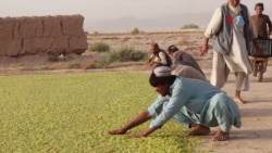 آبجوش څنګه تیارېږي 