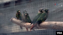 De izquierda a derecha las tres crías de perico aliamarillo y sus padres. Una especie ya reproducida en cautiverio en el Bioparque La Reserva, en Cota, Cundinamarca, Colombia. FOTO: Johan Reyes, VOA.