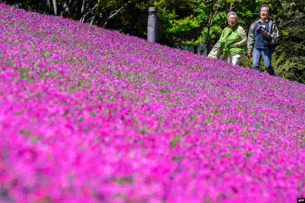 People visit a moss phlox garden in Tokyo, Japan.