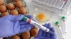 Bird Flu Spreads to More Countries 