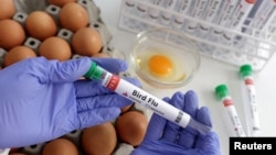 FILE - A person holds a test tube labelled "Bird Flu" next to eggs, in this picture illustration, January 14, 2023. (REUTERS/Dado Ruvic/Illustration/File Photo)