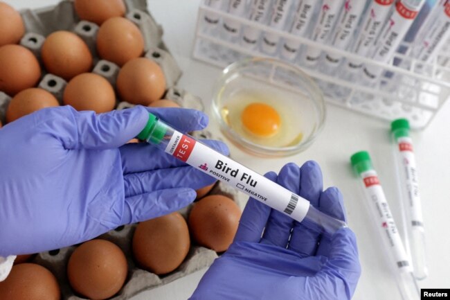 Seseorang memegang tabung reaksi berlabel "Flu Burung" di samping telur, dalam sebuah ilustrasi, 14 Januari 2023. (Foto: REUTERS/Dado Ruvic)