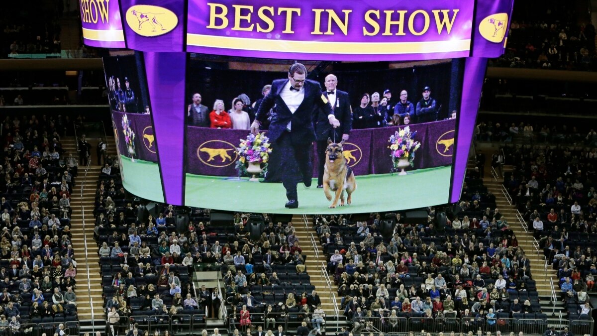 Dog Show 101 What's What at the Westminster Kennel Club