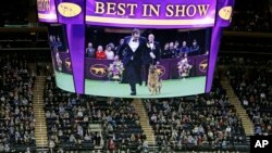 FILE - Fans watch Rumor, a German shepherd who later won won Best In Show, compete at the 141st Westminster Kennel Club Dog Show Tuesday, Feb. 14, 2017, in New York. 