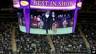 Westminster Dog Show competition venue with audience