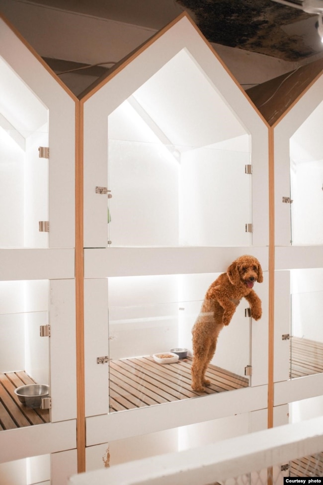 Bisnis hotel hewan peliharaan marak karena banyak orang menganggap anjing atau kucing bagian dari keluarga (Foto: Dogs Ministry)