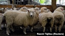 Domba yang siap dicukur di wilayah Wairarapa, Selandia Baru, 14 November 2014. (Foto: REUTERS/Naomi Tajitsu)