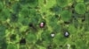 Foto udara menunjukkan beberapa petani sedang memanen buah gorgon di sebuah kolam di Taizhou, provinsi Jiangsu, China timur. (AFP)&nbsp;