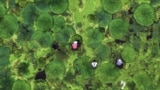 Farmers harvest gorgon fruit in a pond in Taizhou, in eastern China's Jiangsu province, Aug. 6, 2024.