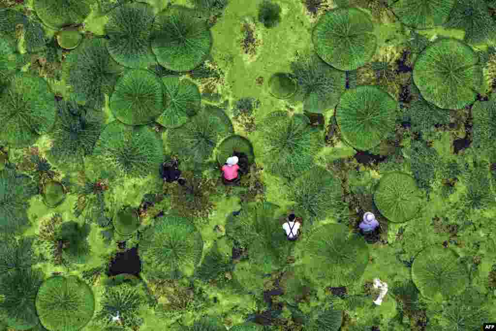 Foto udara menunjukkan beberapa petani sedang memanen buah gorgon di sebuah kolam di Taizhou, provinsi Jiangsu, China timur. (AFP)&nbsp;