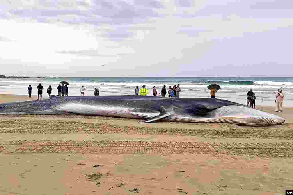 People stand next to a dead fin whale which had beached itself at Minnie Water Beach, located 600 kilometers north of Sydney.