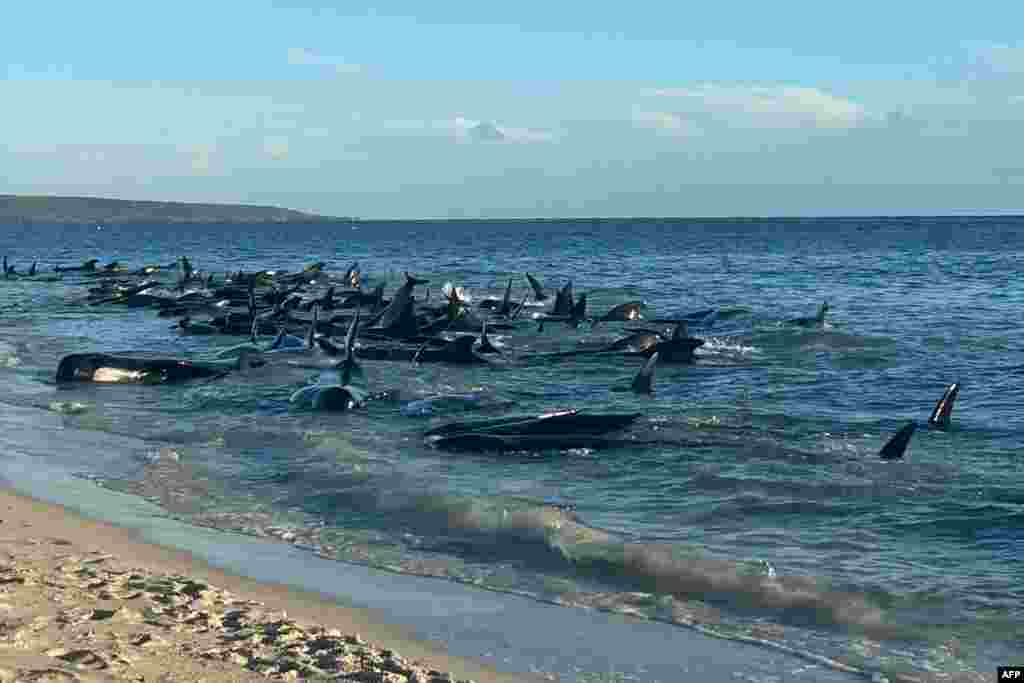 Насукани китови во близина на Дансборо во Западна Австралија се гледаат на оваа фотографија направена и објавена од Одделот за биолошка разновидност, зачувување и атракции. Морските биолози во обид да спасат повеќе од 100 китови, а официјалните лица стравуваат дека многумина ќе мора да бидат евтаназирани.