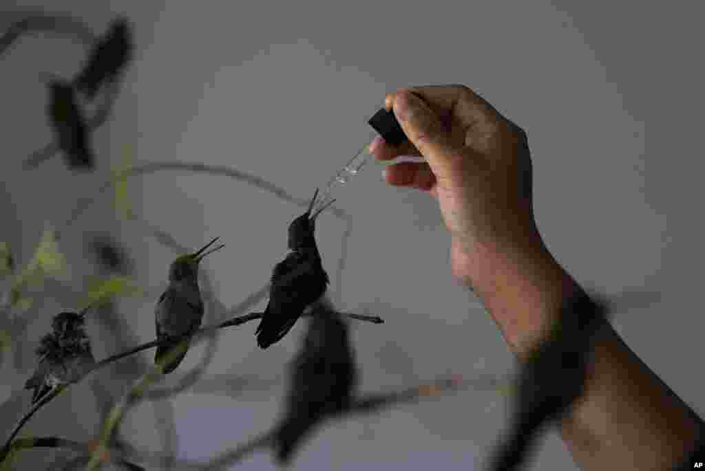 Cecilia Santos feeds a hummingbird in the home of Catia Lattouf who has turned her apartment into a clinic for the tiny birds, in Mexico City.