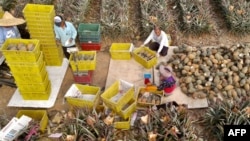 FILE - Farmers are seen harvesting pineapples in Pingtung county, March 16, 2021. Many Taiwanese fruit farmers have faced a dilemma over the past two years, as China banned imports of several Taiwanese fruits that rely heavily on the Chinese market. 