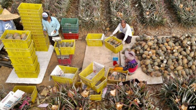 FILE - Farmers are seen harvesting pineapples in Pingtung county, March 16, 2021. Many Taiwanese fruit farmers have faced a dilemma over the past two years, as China banned imports of several Taiwanese fruits that rely heavily on the Chinese market.
