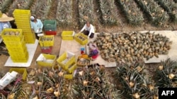 资料照片：2021年3月16日，在屏东县的果农收获菠萝。（法新社照片）