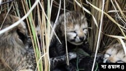 ভারতের মধ্যপ্রদেশে কুনো জাতীয় উদ্যানে চিতা শাবক