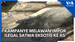 Kampanye Melawan Impor Ilegal Satwa Eksotis ke AS