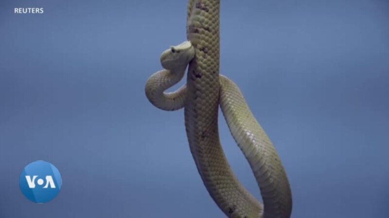 Au Costa Rica, des serpents venimeux au secours de la vie humaine