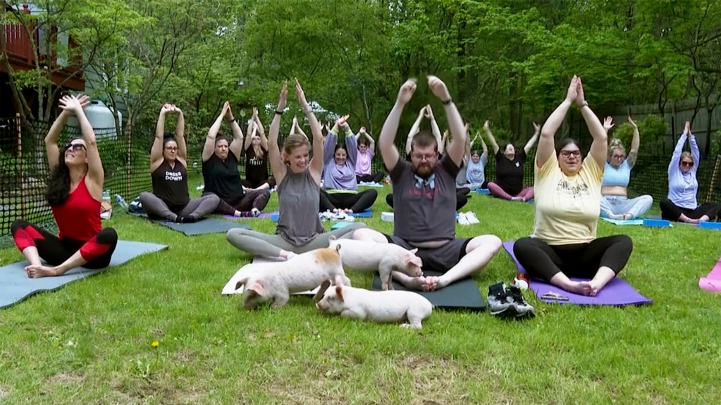 Pigs in Yoga Class Put People at Ease