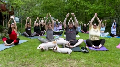 Pigs in Yoga Class Put People at Ease