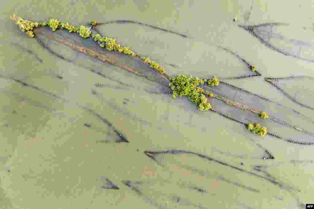 An aerial view shows trees and brush growing out of the remains of the shipwrecked Yawah, just one of more than 200 ships in the Ghost Fleet at the Mallows Bay Park in Nanjemoy, Maryland.