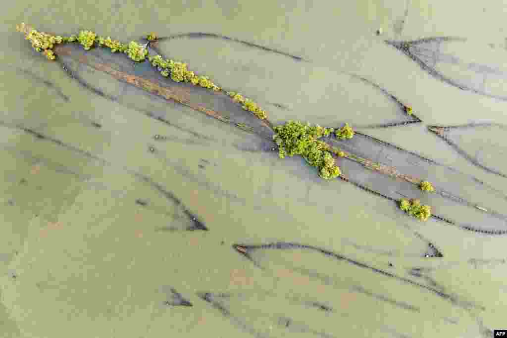 This image from above shows trees and brush growing out of the remains of the shipwrecked Yawah, just one of more than 200 ships in the Ghost Fleet at the Mallows Bay Park in Nanjemoy, Maryland.