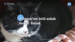 Polonya’nın Ünlü Sokak Kedisi: Gacek