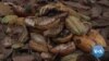 Disease, Construction Choking Ghana’s Cocoa Supply
