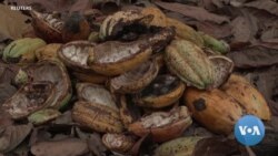 Disease, Construction Choking Ghana’s Cocoa Supply