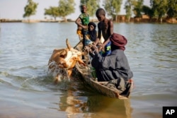 FILE - Malians bring a cow across the Niger River at Korioume port, Mali, Feb. 3, 2013. Cattle rustling by Islamic extremists in 2023 is soaring in Mali, with jihadis' thefts being used to fund their insurgency.