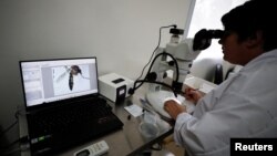 Teknisi Marianela Garcia Alba, 39, mengamati nyamuk Aedes aegypti di bawah mikroskop di CNEA (Komisi Energi Atom Nasional), di Ezeiza, di pinggiran Buenos Aires, Argentina 12 April 2023.