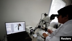 La técnica Marianela García Alba, de 39 años, observa un mosquito Aedes aegypti bajo un microscopio en la CNEA (Comisión Nacional de Energía Atómica), en Ezeiza, en las afueras de Buenos Aires, Argentina, el 12 de abril de 2023.