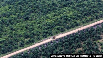 Aktivis Lingkungan: Pernyataan Prabowo Soal Sawit dan Deforestasi ...