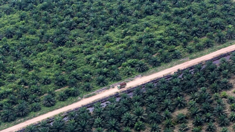 Pemerintah Bakal Tindak Tegas Perusahaan Sawit Tak Berizin