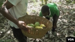Des agriculteurs du Ghana récupèrent des fèves de cacao mûres.