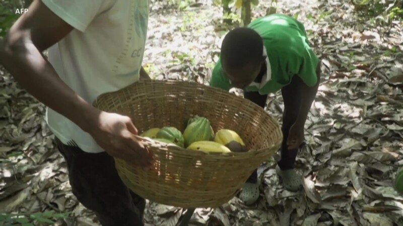 Le Ghana augmente le prix du cacao de 50 % pour soutenir les producteurs et lutter contre la contrebande