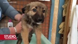 Američki volonteri brinu o černobilskim psima