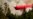 US Judge Says Fire Retardant Is Polluting Streams but Allows Continued Use