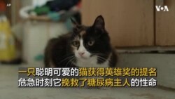 一只聪明可爱的猫获得英雄奖的提名 危急时刻它挽救了糖尿病主人的性命