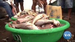 VOA英语视频：报告：海洋变暖加剧非法捕鱼带来的安全威胁