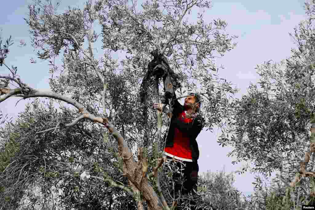 Seorang pria Palestina memanjat pohon, mencari sisa-sisa jenazah di lokasi serangan Israel terhadap sebuah rumah, di tengah konflik yang sedang berlangsung antara Israel dan Hamas, di Rafah, Jalur Gaza selatan. (Reuters)&nbsp;