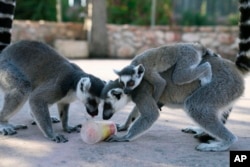 Ring-tailed lemurs lick a fruit popsicle, at the Attica Zoological Park in Spata suburb, eastern Athens, Aug. 4, 2023.
